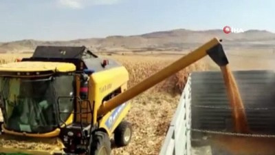 gubre -  Mazıdağı'nda mısır hasadı başladı  Videosu