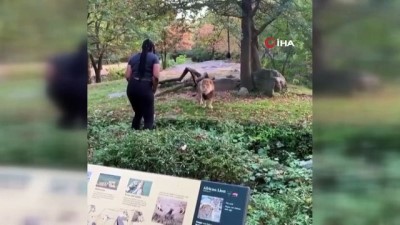 hayvanat bahcesi -  - ABD'li kadının aslanla tehlikeli dansı  Videosu