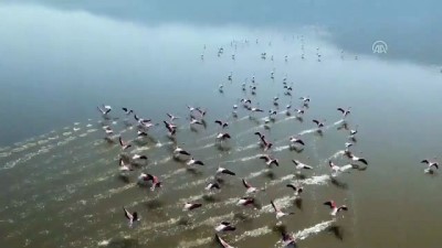 flamingo - Acıgöl'de flamingo şöleni - AFYONKARAHİSAR  Videosu