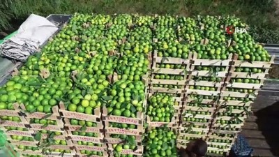 aktuel -  Adana’da mandalina hasadı başladı...Mandalina bahçeleri havadan görüntülendi  Videosu