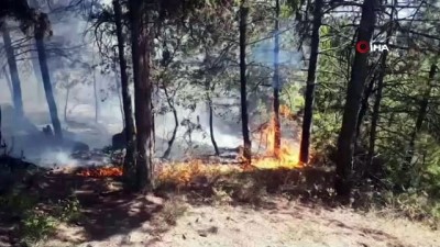 ormanli -  Bilecik'te orman yangını  Videosu