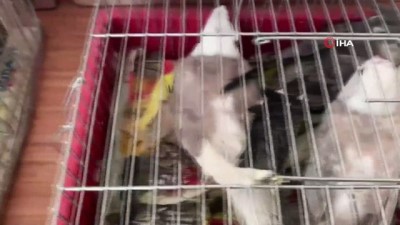  Kaçak papağan operasyonu: 45 papağana el konuldu