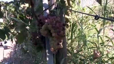 eziler - Köy köy gezip üzüm çeşitlerini korumaya aldılar - KAHRAMANMARAŞ  Videosu