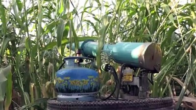 ses bombasi - Kuş yemini korumak için 'torpil tabancası' yaptılar - KAHRAMANMARAŞ  Videosu