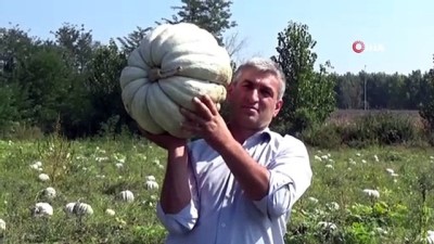 fiyat artisi -  Türkiye’nin bal kabağı ambarında hasat başladı  Videosu