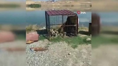 yardim cagrisi -  Vali Arslantaş’tan sosyal medyadaki hayvan barınağı iddialarıyla ilgili açıklama  Videosu