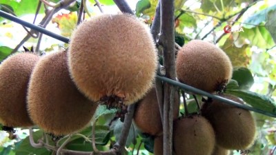 gubre -  Mersin’de kivi hasadı başladı  Videosu