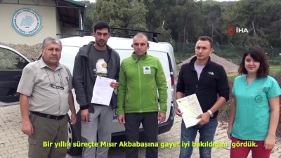 hayvan severler -  Mısır akbabasının iki ülke arasındaki yolculuğu...Tedavisi tamamlanan akbaba Bulgaristan’a gönderildi  Videosu