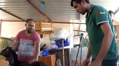 keci -  Sadece bir tanesi günde 6 kilo süt veriyor  Videosu