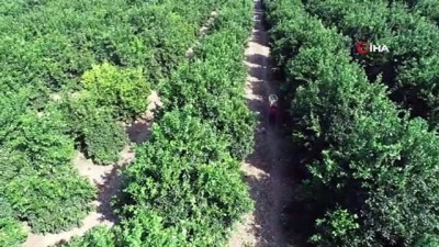 aktuel -  Adana’da portakal hasadı başladı  Videosu