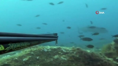 rekor -  Dev balığın avlanma anı böyle görüntülendi Videosu