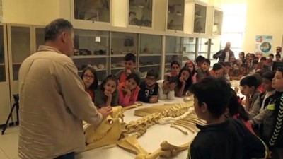 Anadolu tarihini milyon yıllık fosillerle öğreniyorlar - KIRŞEHİR 