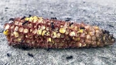 sonbahar - 'Sosyal böcekler' kış hazırlığına başladı - IĞDIR  Videosu