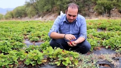 cilek hasadi - Zedelemeden çilek toplamak için sistem geliştirdi - KONYA Videosu