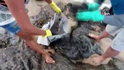 petrol sizintisi -  - Brezilya’da kıyılarındaki petrolü temizleyen 17 kişi hastaneye kaldırıldı Videosu