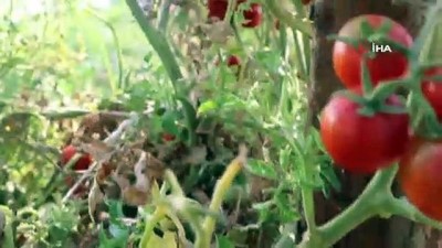 kimya -  Cezaevini tarlaya çevirdiler...Mahkumların ektiği ürünler meyvelerini verdi  Videosu