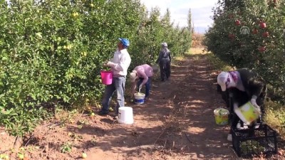 rganik meyve - Doğunun organik meyveleri Avrupa pazarında - ERZİNCAN  Videosu