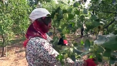 Hünnap üretimin artırılması hedefleniyor - AMASYA 