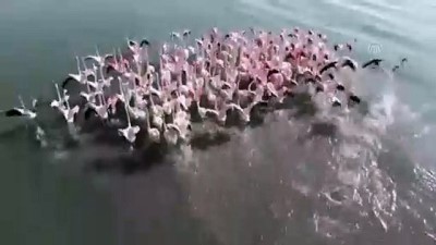 flamingo - Van Gölü'ndeki flamingoların Afrika göçü başladı - VAN  Videosu
