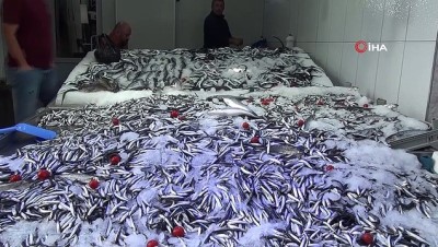 gana -  Karadeniz'de 'Zargana' balıkçıların yüzünü güldürdü  Videosu
