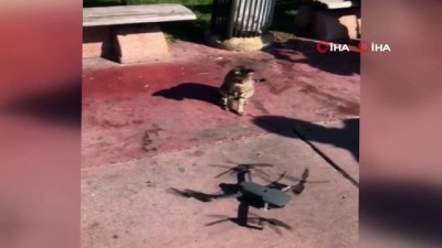 cekim ekibi -  Sevimli Kedinin Drone merakı  Videosu