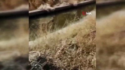  Erzincan’da köpeklerin kovaladığı kurt su kanalına düştü 