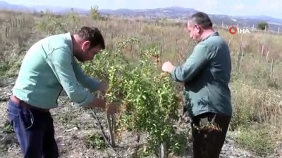 urus -  Kiraladıkları 10 dönüm arazide ’Goji Berry’ meyvesi yetiştiriciliğine başladılar Videosu