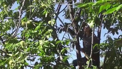 alamut - Ödemişli kestane üreticileri 'sırıkçı' arıyor - İZMİR Videosu