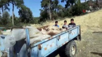 keci -  Sürüye saldıran kurtlar 10 keçiyi telef etti  Videosu