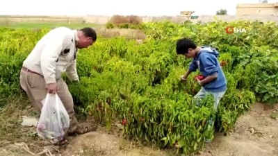 tarim -  - Tel Abyad'da hasat başladı  Videosu