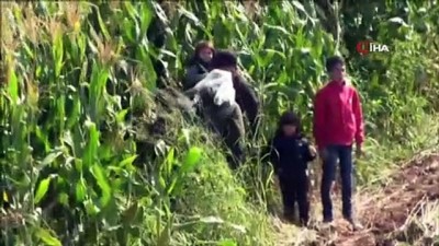 misir tarlasi -  Ayvalık'ta mısır tarlasında gizlenen 50 düzensiz göçmen yakalandı Videosu