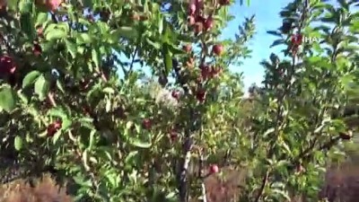 ogrenci bursu -  Bu elmaların geliri öğrencilere burs olacak  Videosu