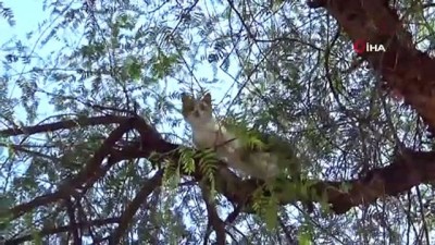 mahsur kaldi -  Ağaçta mahsur kalan kedi kurtarıldı  Videosu