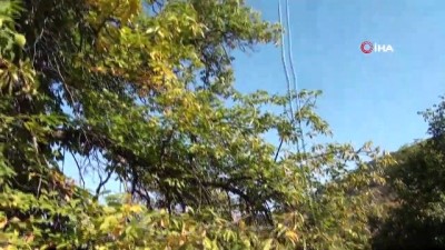 oyak -  Asırlık kestane ağaçlarında hasat  Videosu