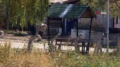 hain pusu -  Mehmetçiğin bulduğu öksüz ayı Meyvan işte bu hayvan barınağında tutuluyor Videosu