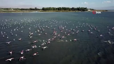 flamingo -  Van Gölü binlerce flamingoya ev sahipliği yapıyor  Videosu