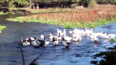 sudan -  Kars Kazı otellerin mutfaklarında yerini alacak  Videosu