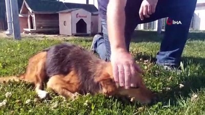 hayvan bakim evi -  Felçli geldiği barınağın ömür boyu misafiri oldu  Videosu