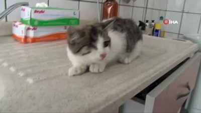 ezilme tehlikesi -  Görme engelli yavru kediyi hayata bağladılar Videosu