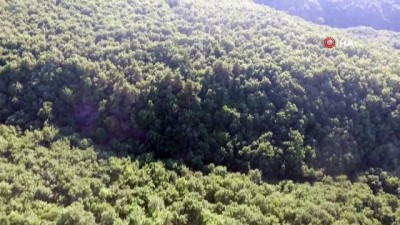 agir metal -  İznik'te 700 bin meşe ve kayın ağacı kurtuldu Videosu