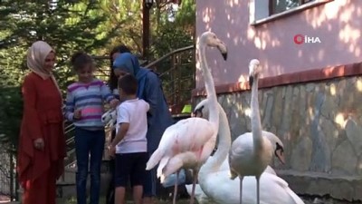 matematik -  Küçük yaşta eğitim, hayvan sevgisini gelecek nesillere aşılıyor  Videosu