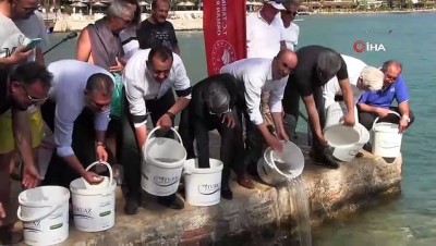 2 milyon dolar -  Lahoz balıkları Gökova Körfeziyle buluştu Videosu