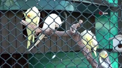 dogal yasam parki -  Samsun'a 170 hektarlık hayvanat bahçesi Videosu