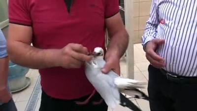 olta -  Boğazına çapari takılan martı tedavi edildi  Videosu