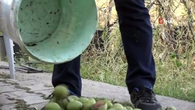 sonbahar -  Ceviz hasadı başladı, çiftçinin yüzü güldü  Videosu