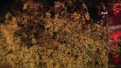 kirkoy -  İstanbul’da etkili olan yağmur, bazı ağaçları yola devirdi  Videosu