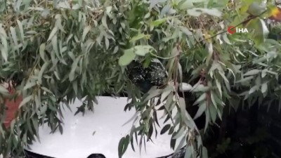 siddetli ruzgar -  Maltepe'de ağaç otomobilin üzerine devrildi  Videosu