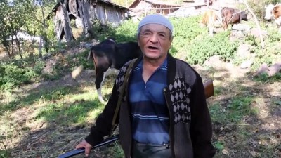 buyukbas hayvan - Mudurnu'da köylülerin ayı endişesi - BOLU  Videosu