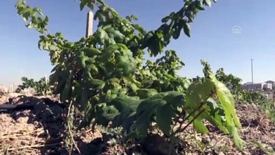 bag bozumu - Türkülere konu olan üzümler koruma altına alınıyor - KAYSERİ  Videosu