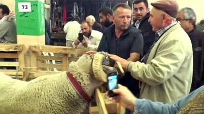 acik arttirma -  160 kilogramlık koç görenleri hayrete düşürdü  Videosu